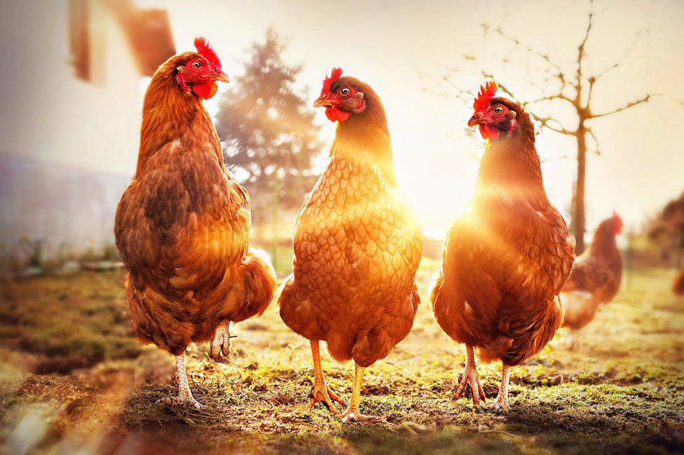 Уровень производства мяса птицы продолжит расти